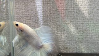 Thumbnail of post image 155