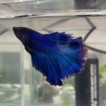 Thumbnail of post image 067