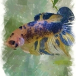 ジャイアントベタ