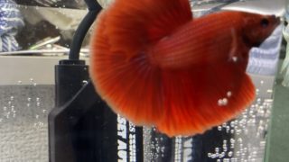 Thumbnail of post image 117