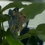 Thumbnail of post image 093