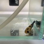 Thumbnail of post image 121