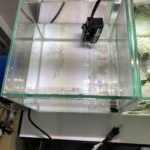 20cmキューブ水槽