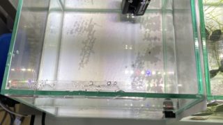 20cmキューブ水槽