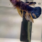 Thumbnail of post image 024