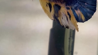 Thumbnail of post image 155