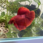 Thumbnail of post image 103