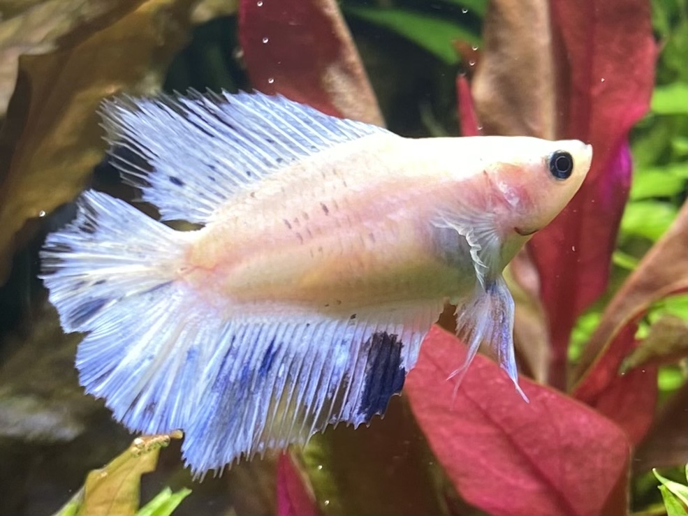 ダブルテール　メス　ホワイト