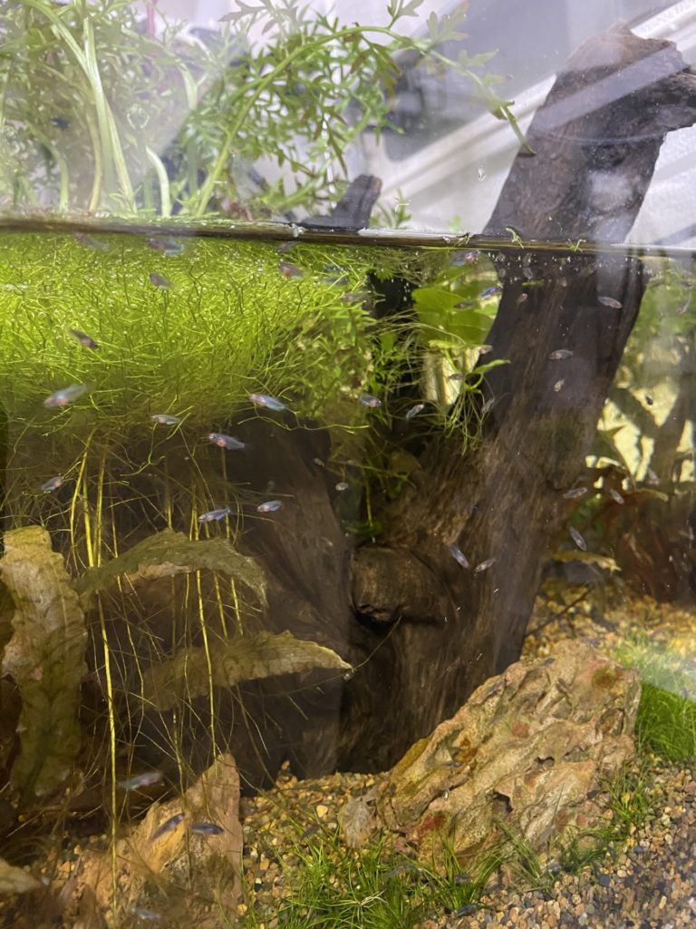 ベタ稚魚一ヶ月