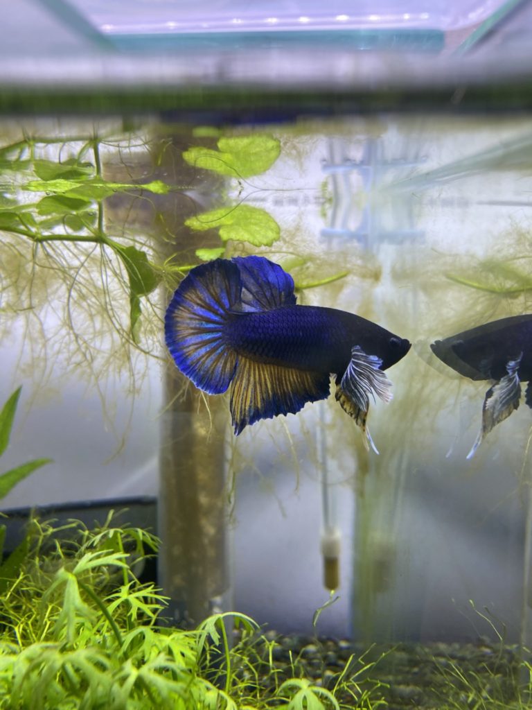 プラカット　ブルーマスタード