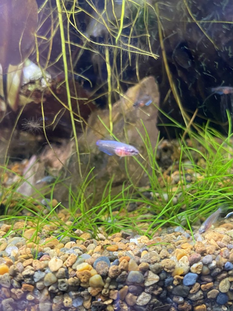 ベタ稚魚一ヶ月