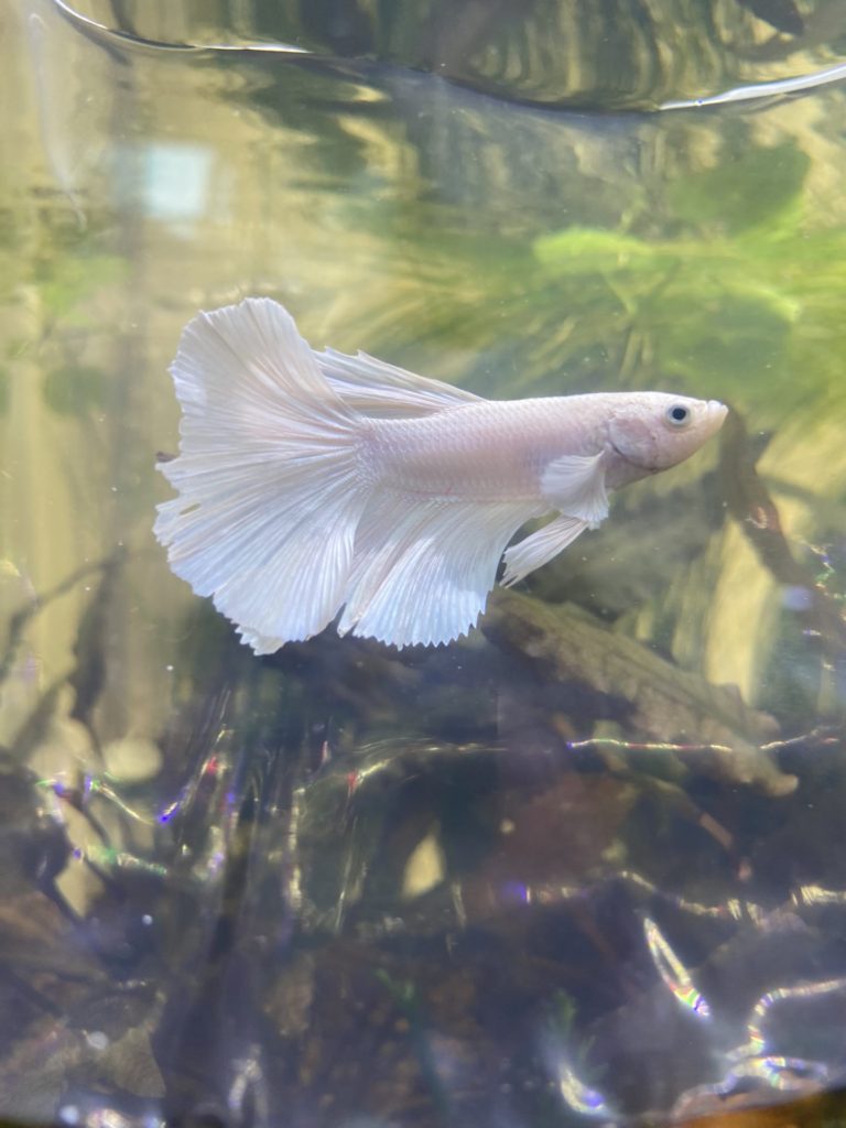 ベタオペックホワイト