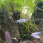 ベタ稚魚　一ヶ月