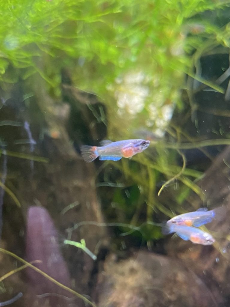 稚魚ベタ、孵化から一ヶ月までの成長記録 | まめ家のベタ