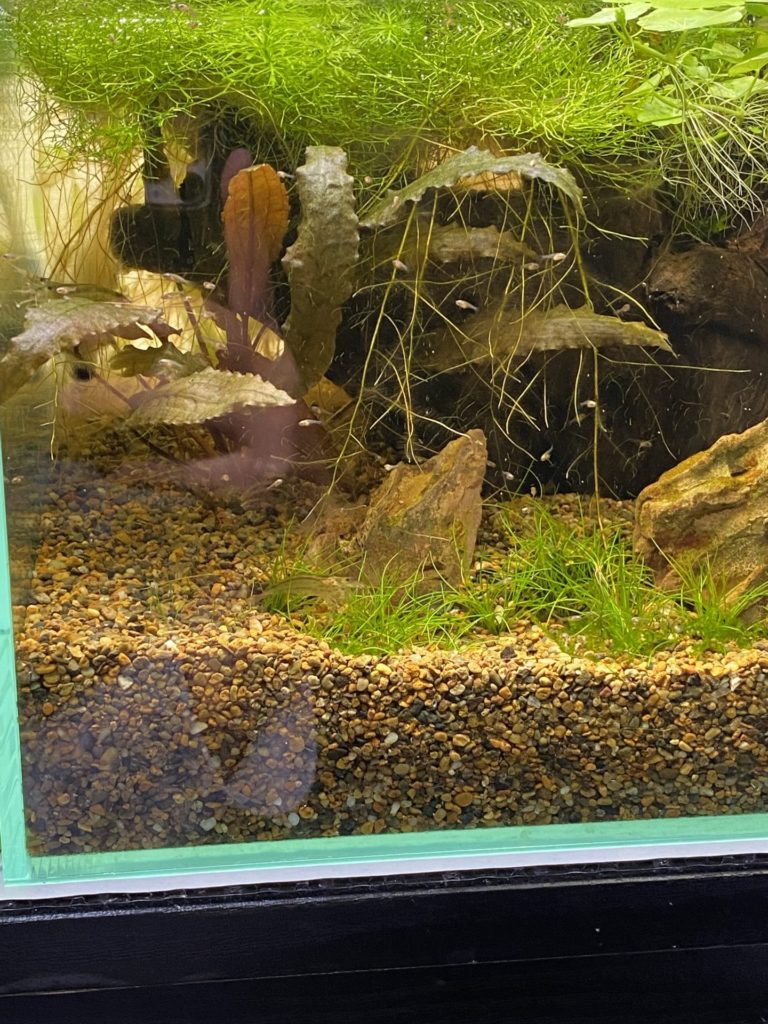 ベタ稚魚二週間