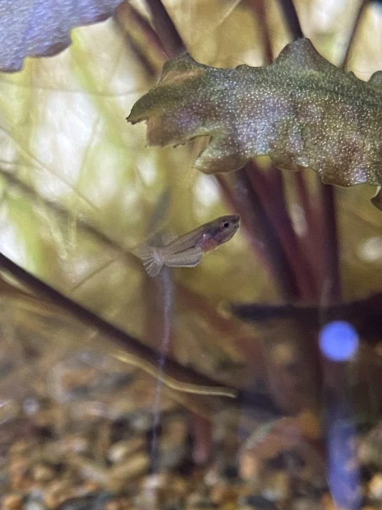 ベタ稚魚一ヶ月