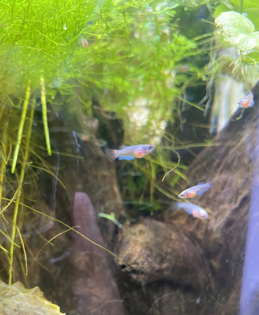 ベタ稚魚一ヶ月