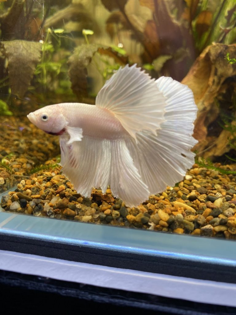 ベタオペックホワイト