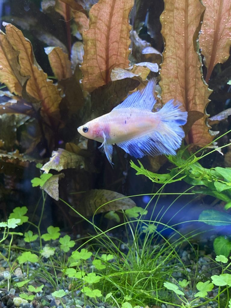 ダブルテール　ホワイト　メス