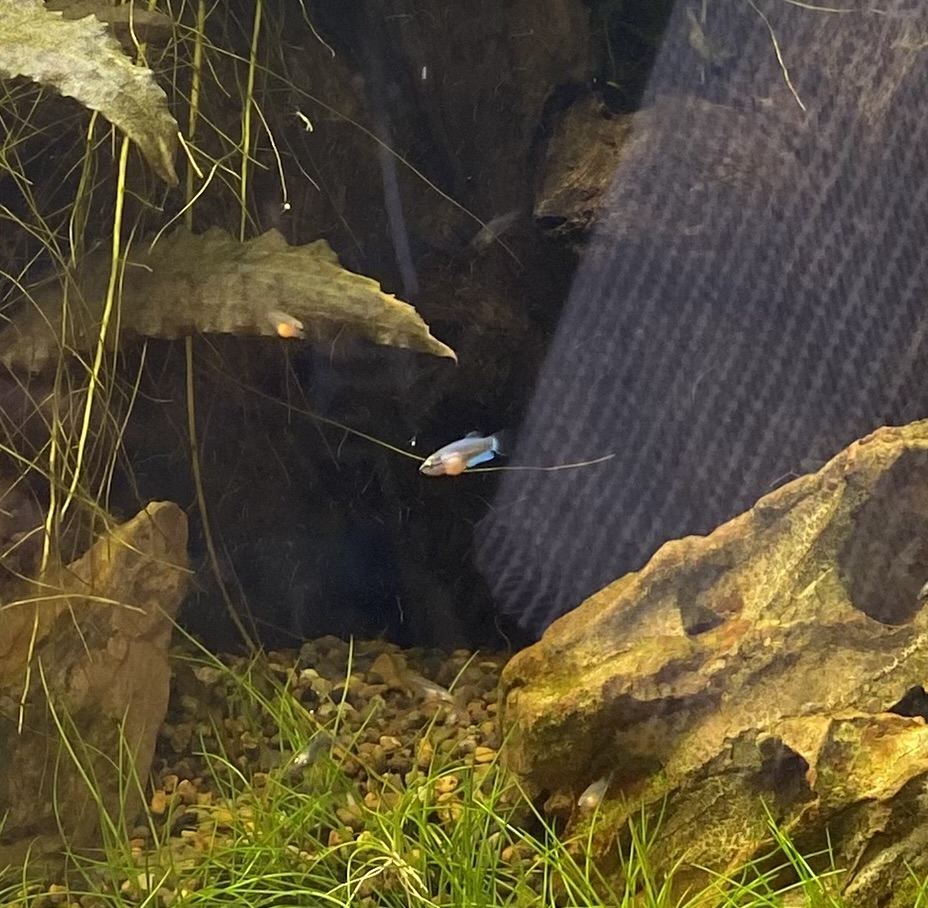 ベタ稚魚一ヶ月