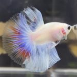 Thumbnail of post image 011