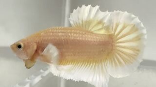 Thumbnail of post image 018