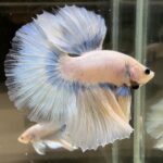 ベタショップまめ家で自家繁殖したベタの成魚