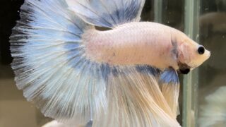 ベタショップまめ家で自家繁殖したベタの成魚
